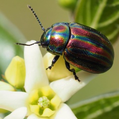 Chrysolina cerealis