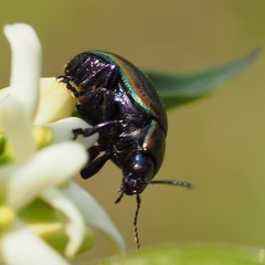 Chrysolina cerealis