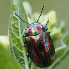 Chrysolina cerealis
