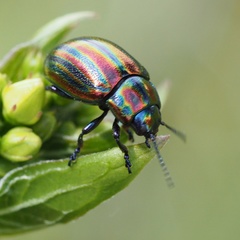Chrysolina cerealis
