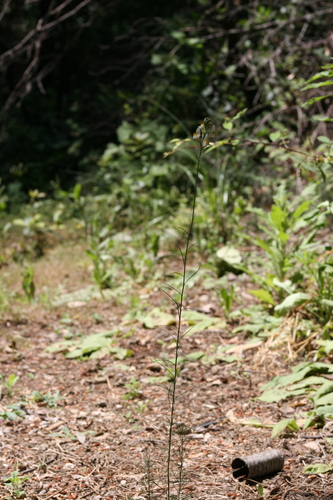 Lesser Butter-and-eggs (Linaria multicaulis)