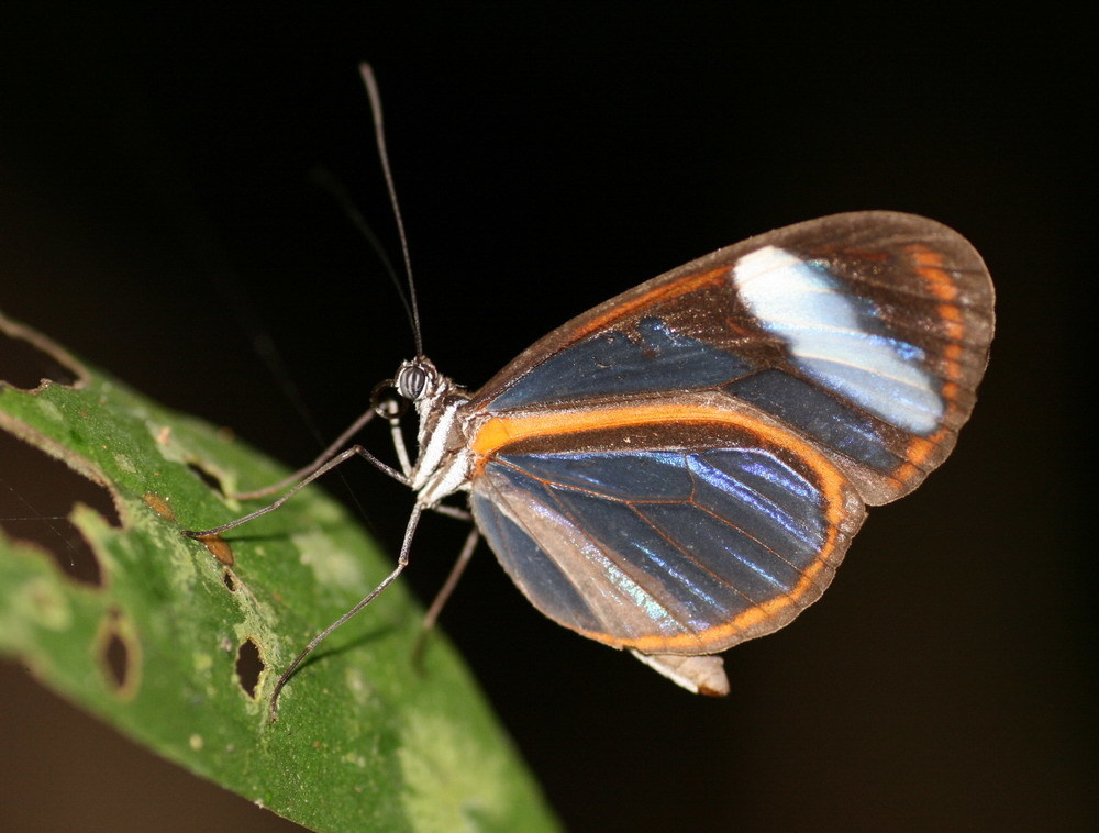 Oleria alexina