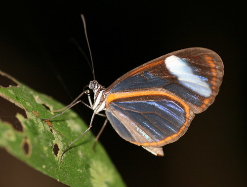 Oleria alexina