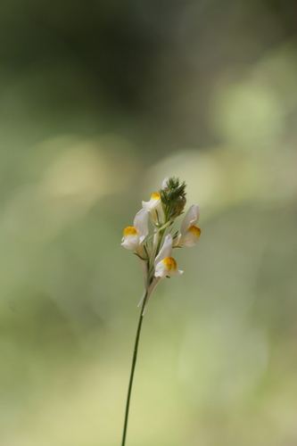 Image of Linaria multicaulis by (c) Riccardo Rocca, some rights reserved (CC BY)