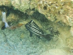Pareques acuminatus