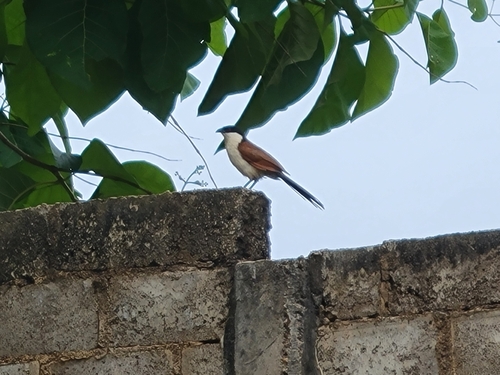 Senegal Coucal