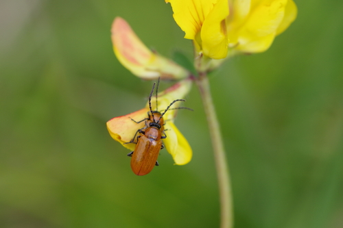 Exosoma lusitanicum