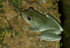 Frankenberg's Shrub Frog photo 2