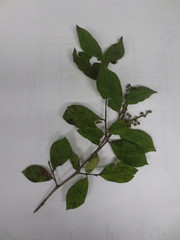 Lyonia ligustrina