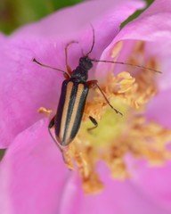 Cortodera longicornis