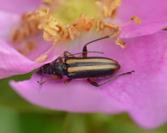 Cortodera longicornis