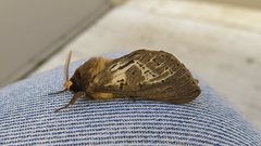 Oxycanus antipoda