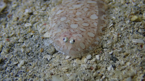 Peculiar sole (Aseraggodes xenicus) — Soleidae — 2