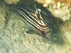 Pareques acuminatus