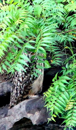 Rock Eagle-Owl