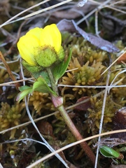 Ranunculus nivalis