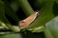 Delexocha ochrocausta