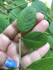 Puccinia sparganioidis