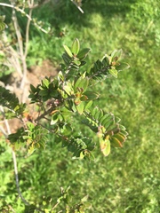 Myrtus communis tarentina