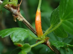 Puccinia caricina