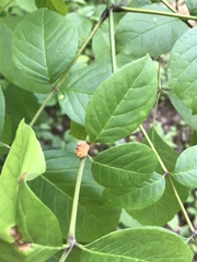 Puccinia sparganioidis