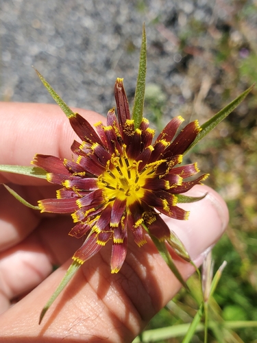 Tragopogon crocifolius (Tragopogon crocifolius)