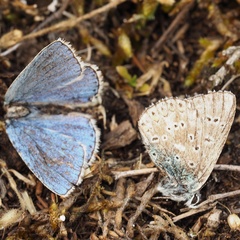 Polyommatus bellargus