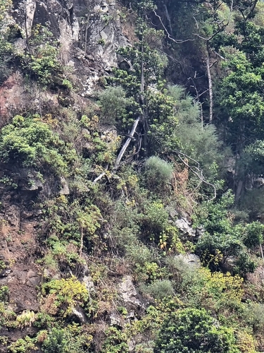 Image of Sideroxylon mirmulano by (c) Vítor Jorge, some rights reserved (CC BY)