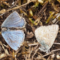 Polyommatus bellargus