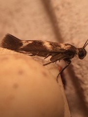 Scythris trivinctella
