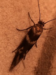 Scythris trivinctella