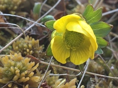 Ranunculus nivalis