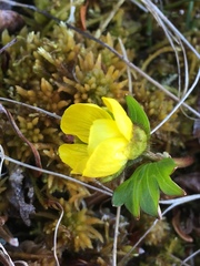 Ranunculus nivalis