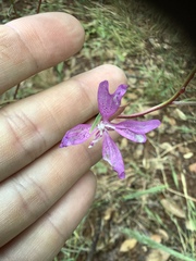 Clarkia biloba