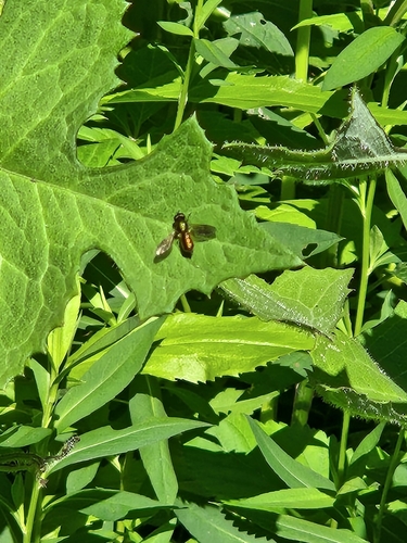 Broad Centurion Fly photo 6