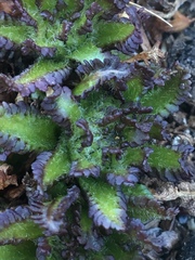 Pedicularis hirsuta