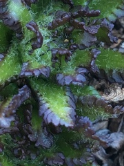 Pedicularis hirsuta