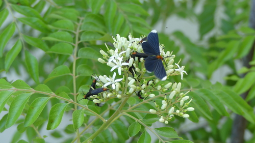 White-tipped Black photo 6