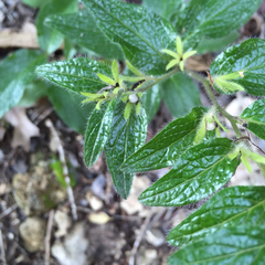 Lithospermum helleri