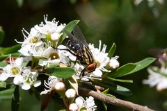Sarcophaga aurifrons