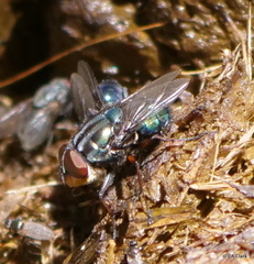 Compsomyiops callipes