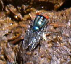 Compsomyiops callipes