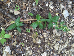 Lithospermum helleri