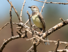 Prinia flavicans
