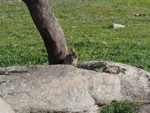 Iberian Rabbit, Andalucía, ES, photo 6 of 10