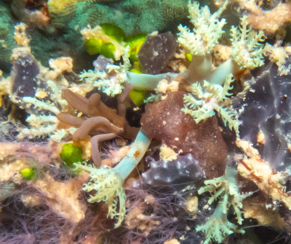 Sympodium caeruleum