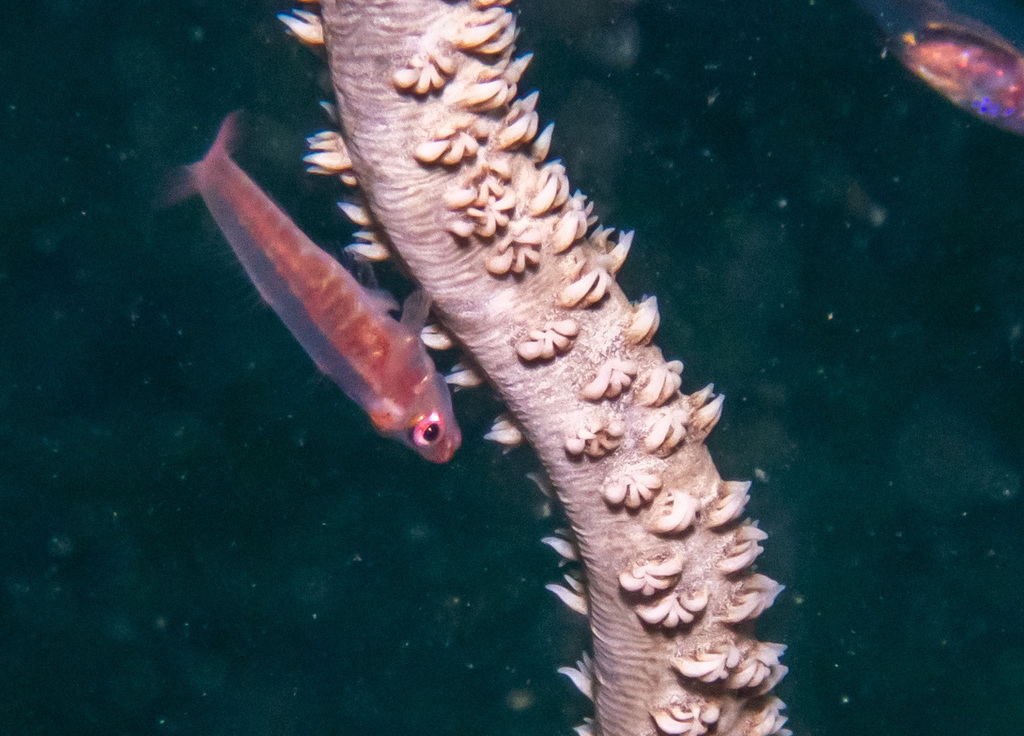 Sea-whip Goby