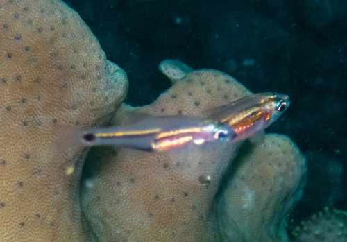 Larval Cardinalfish
