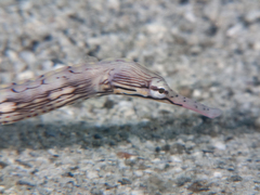 Messmate Pipefish photo 2