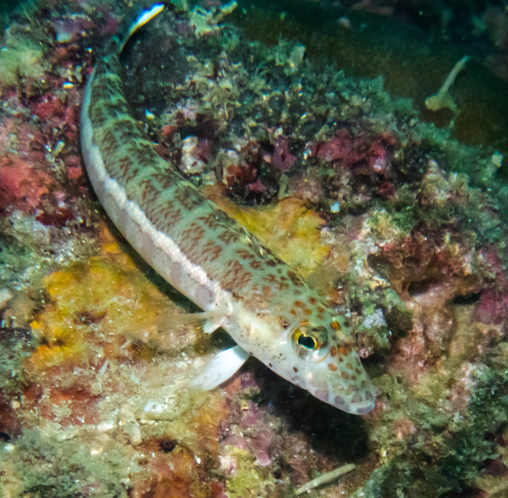 Java Sandperch
